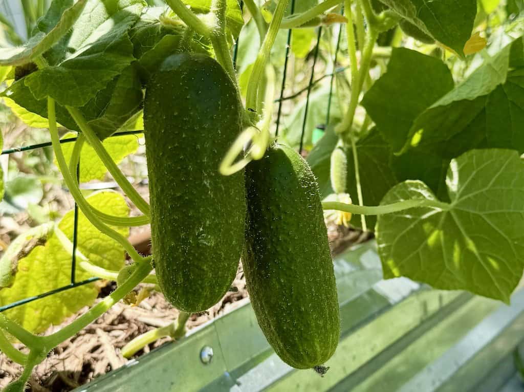 Corentine Cucumber Plant